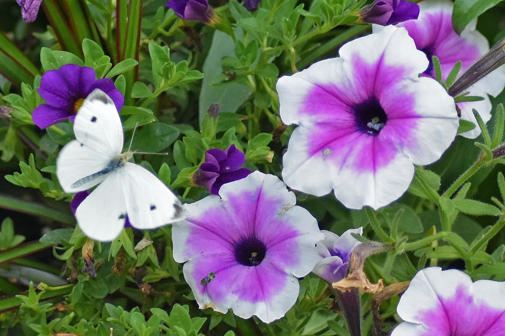 DSC_0326 - Copy (7) E