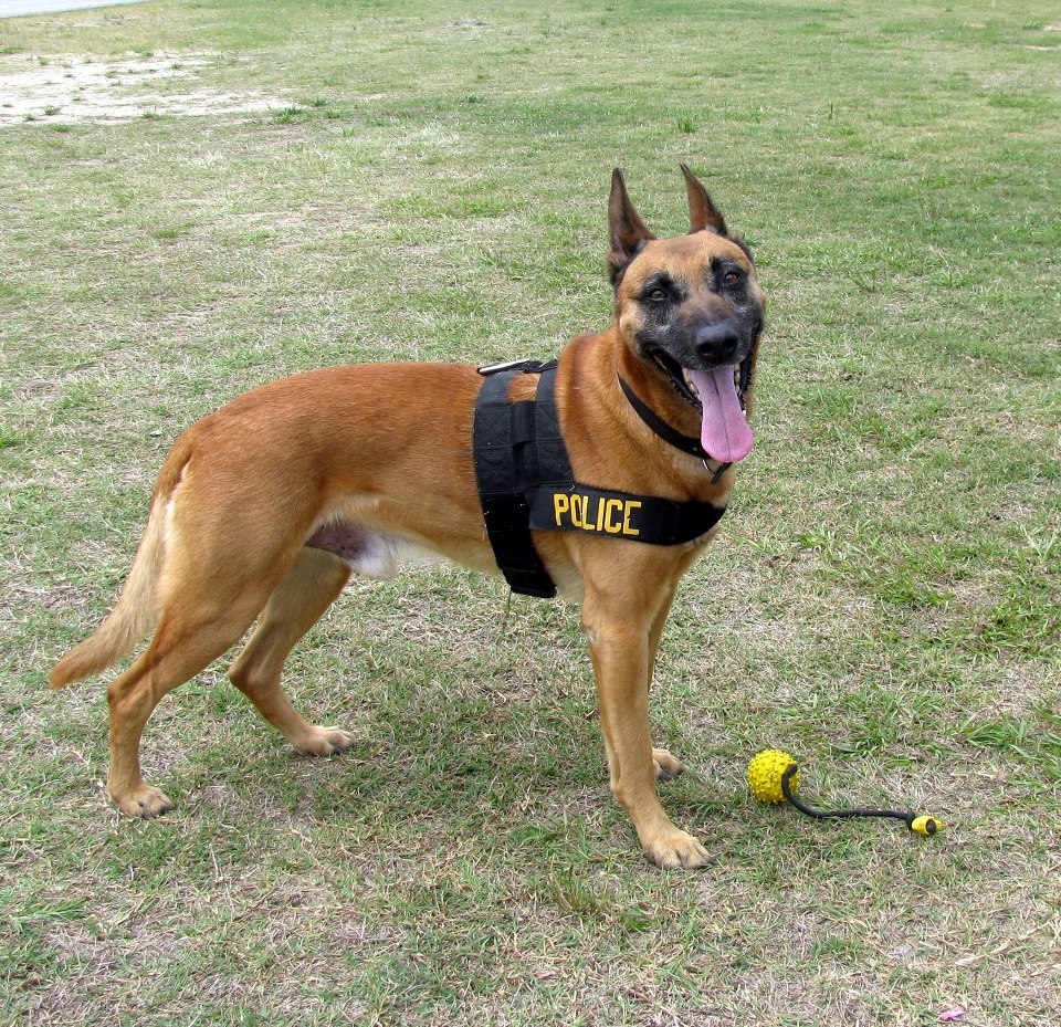 K9 Kyran