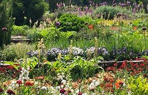 A garden full of brightly colored flowers