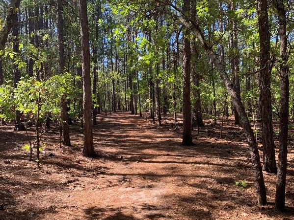 Image of Martin Park trail thru pine forest