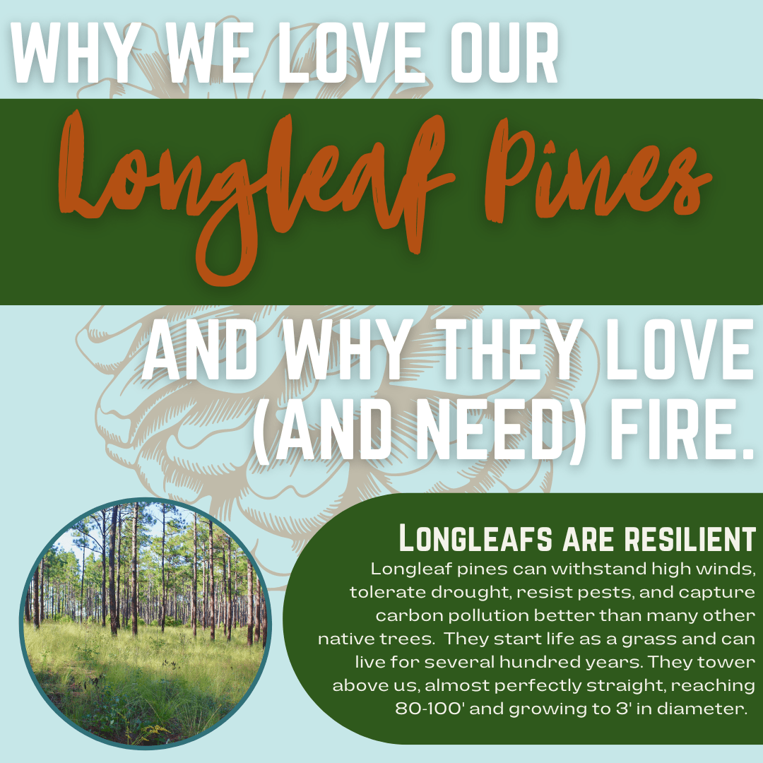 Longleaf Prescribed Burn Opens in new window